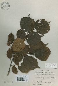 Corylus heterophylla image