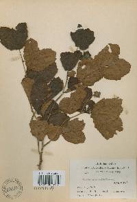 Corylus heterophylla image