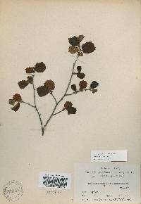 Corylus heterophylla image