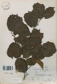 Corylus heterophylla image