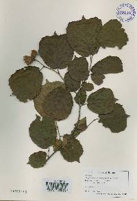 Corylus heterophylla image