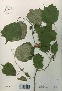 Corylus heterophylla image