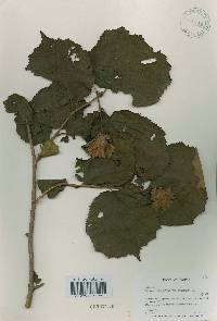 Corylus heterophylla image