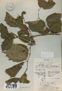 Corylus heterophylla image