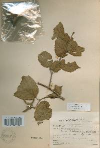 Corylus sieboldiana image