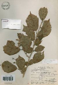 Corylus sieboldiana image