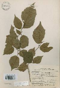 Corylus sieboldiana image