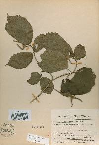 Corylus sieboldiana image