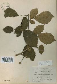 Corylus sieboldiana image