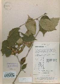 Quercus dentata image