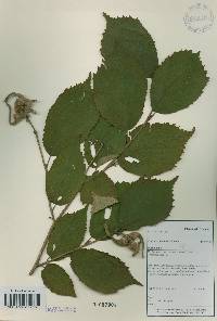 Corylus sieboldiana image