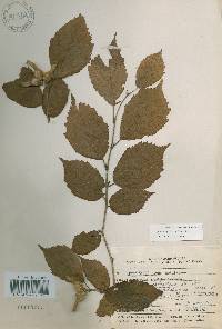 Corylus sieboldiana image