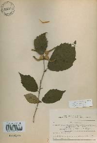 Corylus sieboldiana image