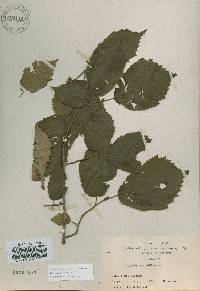 Corylus sieboldiana image