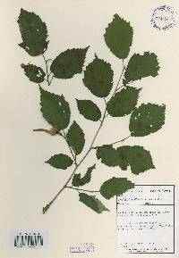 Corylus sieboldiana image