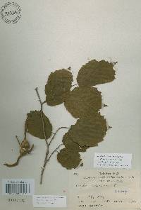 Corylus sieboldiana image