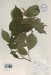 Corylus sieboldiana image