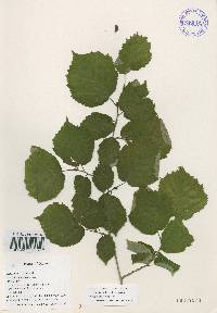 Corylus sieboldiana image