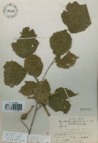 Corylus sieboldiana image