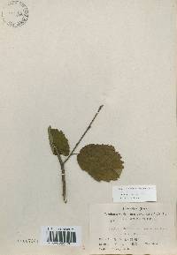 Corylus sieboldiana image