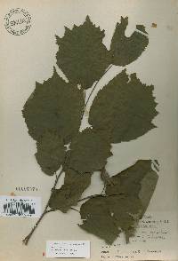 Corylus sieboldiana image