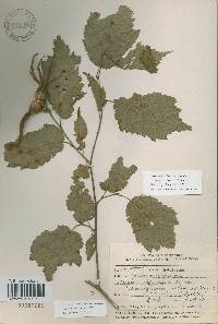 Corylus sieboldiana image