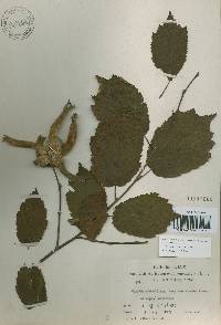 Corylus sieboldiana image