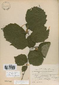 Corylus sieboldiana image