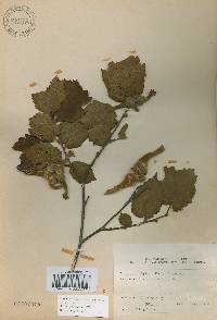 Corylus sieboldiana image