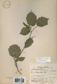 Corylus sieboldiana image