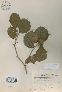 Corylus sieboldiana image