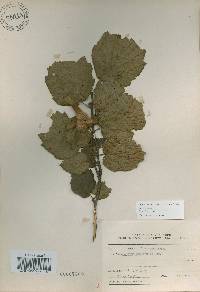 Corylus sieboldiana image