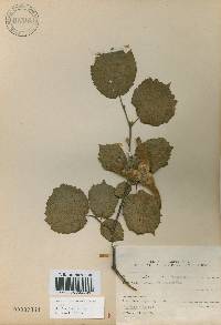 Corylus sieboldiana image