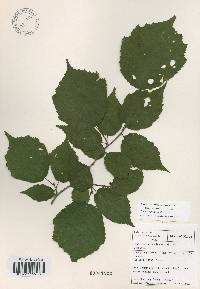 Corylus sieboldiana image