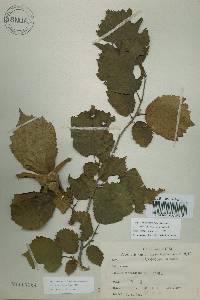 Corylus sieboldiana image