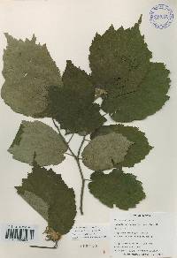 Corylus sieboldiana image