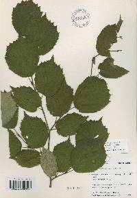 Corylus sieboldiana image