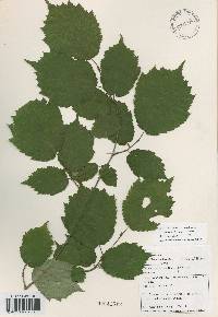 Corylus sieboldiana image