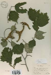 Corylus sieboldiana image
