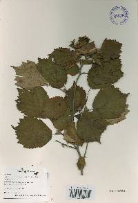 Corylus sieboldiana image