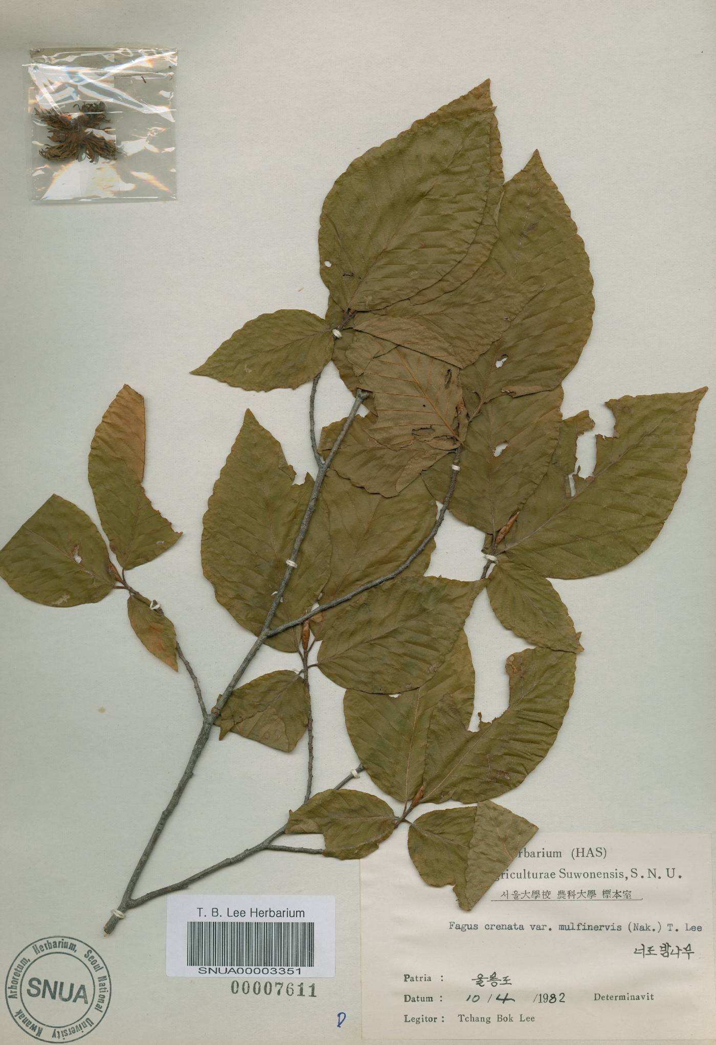 Fagus engleriana image
