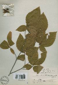 Fagus engleriana image