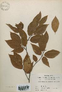 Fagus engleriana image