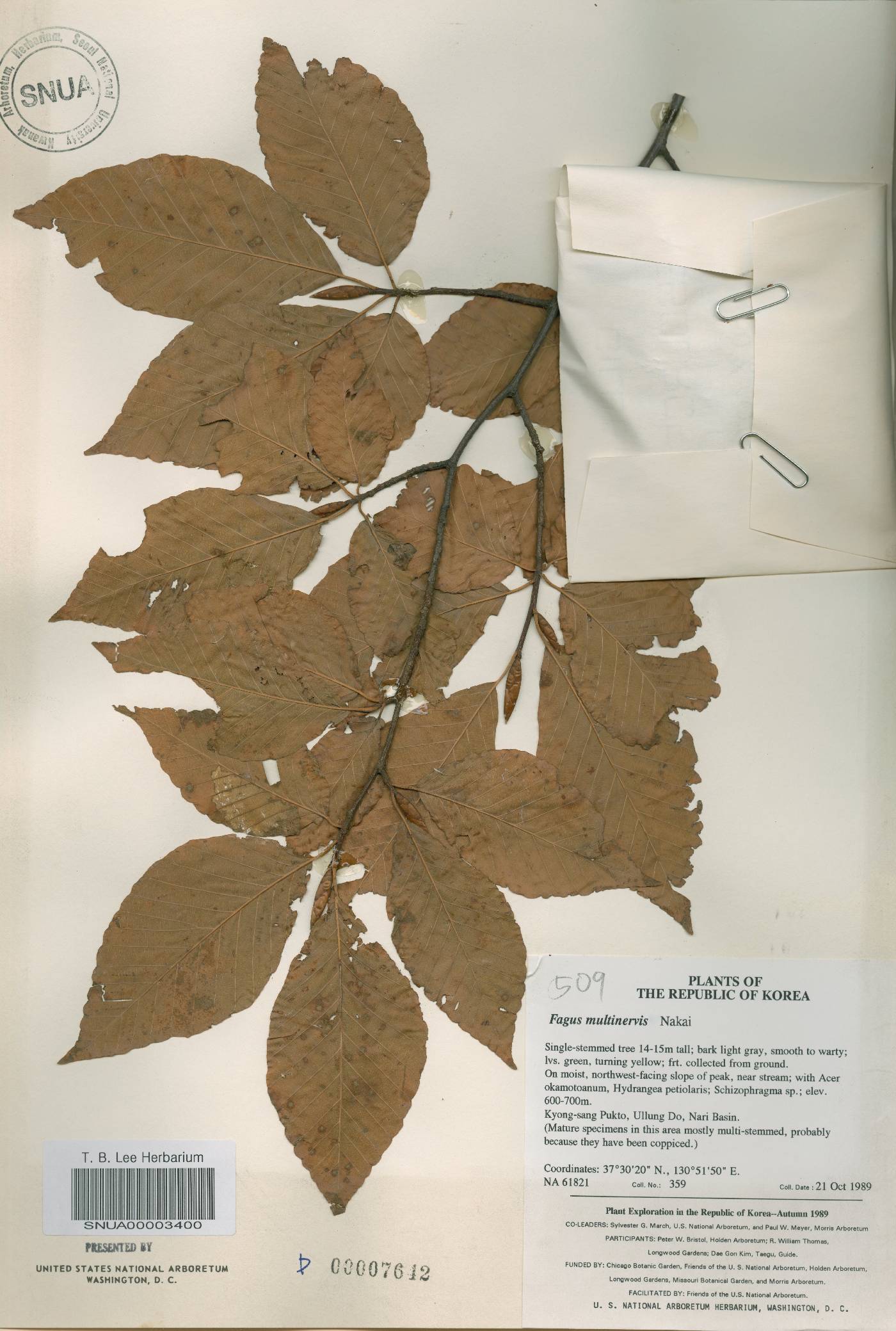 Fagus engleriana image