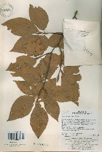 Fagus engleriana image