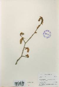 Ostrya japonica image