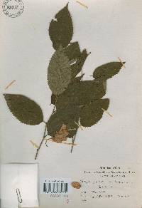 Ostrya japonica image