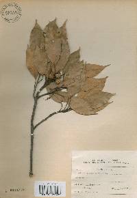 Quercus acuta image