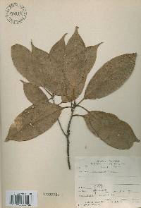 Quercus acuta image