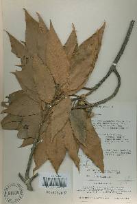 Quercus acuta image